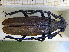  ( - BC-PNEF-PSFOR0003)  @13 [ ] Copyright (2013) Thierry Noblecourt Laboratoire National d'Entomologie Forestière, Quillan, France