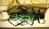  ( - BC-PNEF-PSFOR0010)  @11 [ ] Copyright (2013) Thierry Noblecourt Laboratoire National d'Entomologie Forestière, Quillan, France