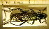  ( - BC-PNEF-PSFOR0011)  @11 [ ] Copyright (2013) Thierry Noblecourt Laboratoire National d'Entomologie Forestière, Quillan, France