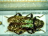  ( - BC-PNEF-PSFOR0014)  @13 [ ] Copyright (2013) Thierry Noblecourt Laboratoire National d'Entomologie Forestière, Quillan, France