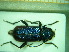  ( - BC-PNEF-PSFOR0015)  @11 [ ] Copyright (2013) Thierry Noblecourt Laboratoire National d'Entomologie Forestière, Quillan, France