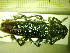  ( - BC-PNEF-PSFOR0016)  @12 [ ] Copyright (2013) Thierry Noblecourt Laboratoire National d'Entomologie Forestière, Quillan, France