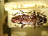  (Cerambyx welensii - BC-PNEF-PSFOR0018)  @12 [ ] Copyright (2013) Thierry Noblecourt Laboratoire National d'Entomologie Forestière, Quillan, France