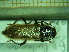  ( - BC-PNEF-PSFOR0027)  @11 [ ] Copyright (2013) Thierry Noblecourt Laboratoire National d'Entomologie Forestière, Quillan, France