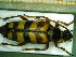  ( - BC-PNEF-PSFOR0030)  @11 [ ] Copyright (2013) Thierry Noblecourt Laboratoire National d'Entomologie Forestière, Quillan, France