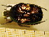  ( - BC-PNEF-PSFOR0220)  @11 [ ] Copyright (2013) Thierry Noblecourt Laboratoire National d'Entomologie Forestière, Quillan, France