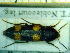  ( - BC-PNEF-PSFOR0232)  @11 [ ] Copyright (2013) Thierry Noblecourt Laboratoire National d'Entomologie Forestière, Quillan, France