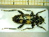  ( - BC-PNEF-PSFOR0061)  @12 [ ] Copyright (2013) Thierry Noblecourt Laboratoire National d'Entomologie Forestière, Quillan, France