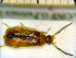  ( - BC-PNEF-PSFOR0237)  @11 [ ] Copyright (2013) Thierry Noblecourt Laboratoire National d'Entomologie Forestière, Quillan, France