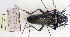  ( - BC-PNEF-PSFOR0067)  @12 [ ] Copyright (2013) Thierry Noblecourt Laboratoire National d'Entomologie Forestière, Quillan, France