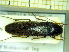  ( - BC-PNEF-PSFOR0251)  @11 [ ] Copyright (2013) Thierry Noblecourt Laboratoire National d'Entomologie Forestière, Quillan, France