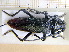  (Cerambyx miles - BC-PNEF-PSFOR0083)  @13 [ ] Copyright (2013) Thierry Noblecourt Laboratoire National d'Entomologie Forestière, Quillan, France