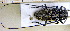  ( - BC-PNEF-PSFOR0104)  @13 [ ] Copyright (2013) Thierry Noblecourt Laboratoire National d'Entomologie Forestière, Quillan, France