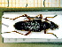  ( - BC-PNEF-PSFOR0112)  @13 [ ] Copyright (2013) Thierry Noblecourt Laboratoire National d'Entomologie Forestière, Quillan, France