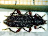  (Ropalopus femoratus - BC-PNEF-PSFOR0127)  @13 [ ] Copyright (2013) Thierry Noblecourt Laboratoire National d'Entomologie Forestière, Quillan, France