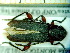  ( - BC-PNEF-PSFOR0128)  @11 [ ] Copyright (2013) Thierry Noblecourt Laboratoire National d'Entomologie Forestière, Quillan, France