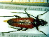  ( - BC-PNEF-PSFOR0131)  @12 [ ] Copyright (2013) Thierry Noblecourt Laboratoire National d'Entomologie Forestière, Quillan, France