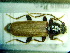  ( - BC-PNEF-PSFOR0138)  @12 [ ] Copyright (2013) Thierry Noblecourt Laboratoire National d'Entomologie Forestière, Quillan, France