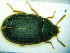  (Platydema europaea - BC-PNEF-PSFOR0194)  @12 [ ] Copyright (2013) Thierry Noblecourt Laboratoire National d'Entomologie Forestière, Quillan, France