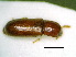  ( - BC-PNEF-PSFOR0205)  @12 [ ] Copyright (2013) Thierry Noblecourt Laboratoire National d'Entomologie Forestière, Quillan, France