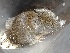  ( - CMIPLS122)  @11 [ ] Unspecified (default): All Rights Reserved  Paola L. Sassi IADIZA
