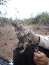  (Galea leucoblepharum - CMIPLS201)  @11 [ ] Unspecified (default): All Rights Reserved  Soledad Albanese IADIZA