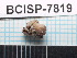  (elachBioLep01 BioLep381 - SG-2013-180)  @11 [ ] CreativeCommons - Attribution Non-Commercial Share-Alike (2014) Sofia Gripenberg Oxford University