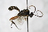  (Lamachus frutetorum - PSPP-0013)  @14 [ ] CreativeCommons - Attribution Non-Commercial Share-Alike (2014) Olli-Pekka Tikkanen University of Eastern Finland