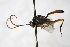  (Lamachus transiens - PSPP-0014)  @14 [ ] CreativeCommons - Attribution Non-Commercial Share-Alike (2014) Olli-Pekka Tikkanen University of Eastern Finland