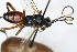  (Oresbius subguttatus - PSPP-0020)  @12 [ ] CreativeCommons - Attribution Non-Commercial Share-Alike (2014) Olli-Pekka Tikkanen University of Eastern Finland