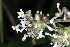  (Chassalia cristata - LO_218)  @11 [ ] CreativeCommons - Attribution Non-Commercial Share-Alike (2012) Steven Dessein National Botanic Garden of Belgium