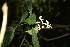  (Chassalia laikomensis - LO_217)  @11 [ ] CreativeCommons - Attribution Non-Commercial Share-Alike (2012) Steven Dessein National Botanic Garden of Belgium