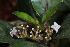  (Chassalia petitiana - LO_189)  @11 [ ] CreativeCommons - Attribution Non-Commercial Share-Alike (2012) Steven Dessein National Botanic Garden of Belgium