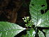  (Chassalia pteropetala - LO_219)  @11 [ ] CreativeCommons - Attribution Non-Commercial Share-Alike (2012) Olivier Lachenaud National Botanic Garden of Belgium