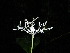  (Chassalia zenkeri - LO_212)  @11 [ ] CreativeCommons - Attribution Non-Commercial Share-Alike (2012) Olivier Lachenaud National Botanic Garden of Belgium