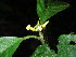  (Chazaliella insidens - LO_220)  @11 [ ] CreativeCommons - Attribution Non-Commercial Share-Alike (2012) Olivier Lachenaud National Botanic Garden of Belgium