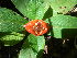  (Psychotria sp. aff. poeppigiana - LO_311)  @11 [ ] CreativeCommons - Attribution Non-Commercial Share-Alike (2012) Olivier Lachenaud National Botanic Garden of Belgium