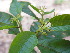  (Psychotria sp - LO_312)  @11 [ ] CreativeCommons - Attribution Non-Commercial Share-Alike (2012) Isabelle Lachenaud National Botanic Garden of Belgium