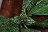  ( - LO_099)  @11 [ ] CreativeCommons - Attribution Non-Commercial Share-Alike (2012) Steven Dessein National Botanic Garden of Belgium