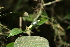  ( - LO_100)  @11 [ ] CreativeCommons - Attribution Non-Commercial Share-Alike (2012) Steven Dessein National Botanic Garden of Belgium