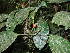  ( - LO_108)  @11 [ ] CreativeCommons - Attribution Non-Commercial Share-Alike (2012) Olivier Lachenaud National Botanic Garden of Belgium