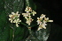  ( - LO_110)  @11 [ ] CreativeCommons - Attribution Non-Commercial Share-Alike (2012) Steven Dessein National Botanic Garden of Belgium