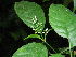  ( - LO_126)  @11 [ ] CreativeCommons - Attribution Non-Commercial Share-Alike (2012) Olivier Lachenaud National Botanic Garden of Belgium