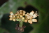 ( - LO_139)  @11 [ ] CreativeCommons - Attribution Non-Commercial Share-Alike (2012) Steven Dessein National Botanic Garden of Belgium