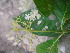  (Palicourea acuminata - LO_252)  @11 [ ] CreativeCommons - Attribution Non-Commercial Share-Alike (2012) Isabelle Lachenaud National Botanic Garden of Belgium