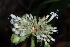  (Psychotria altimontana - LO_133)  @11 [ ] CreativeCommons - Attribution Non-Commercial Share-Alike (2012) Steven Dessein National Botanic Garden of Belgium