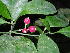  (Psychotria anetoclada - LO_128)  @11 [ ] CreativeCommons - Attribution Non-Commercial Share-Alike (2012) Olivier Lachenaud National Botanic Garden of Belgium