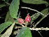  (Psychotria bakossiensis - LO_109)  @11 [ ] CreativeCommons - Attribution Non-Commercial Share-Alike (2012) Olivier Lachenaud National Botanic Garden of Belgium