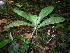  (Psychotria campoensis - LO_020)  @11 [ ] CreativeCommons - Attribution Non-Commercial Share-Alike (2012) Olivier Lachenaud National Botanic Garden of Belgium