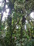  ( - LO_111)  @11 [ ] CreativeCommons - Attribution Non-Commercial Share-Alike (2012) Olivier Lachenaud National Botanic Garden of Belgium